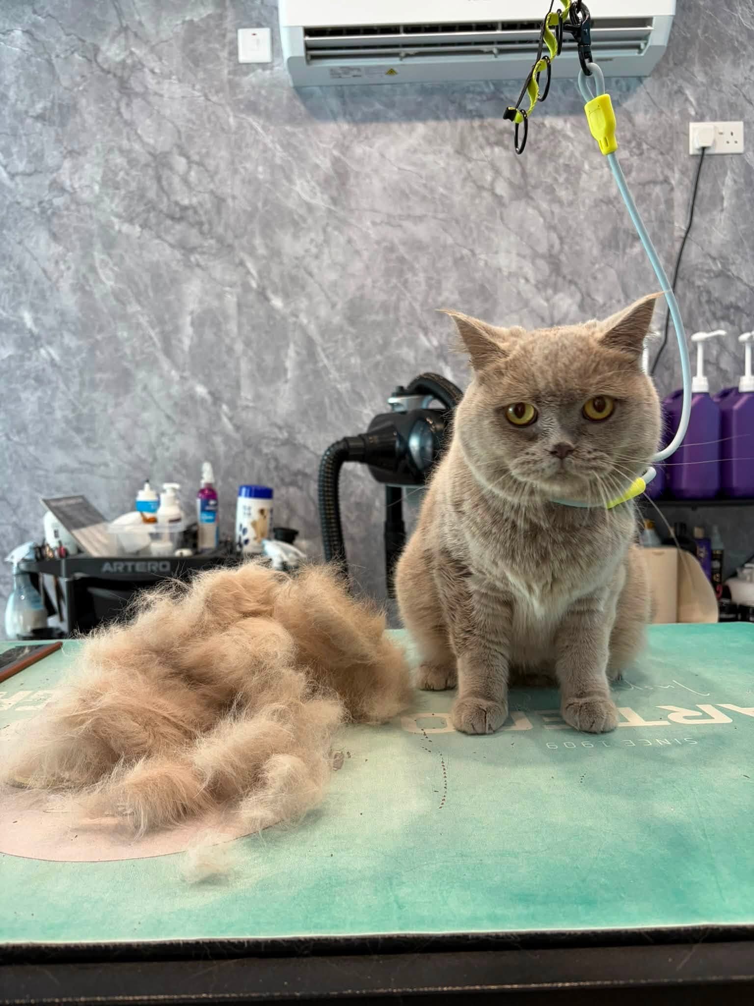 A grey British Shorthair cat sitting beside removed loose fur on a grooming table.