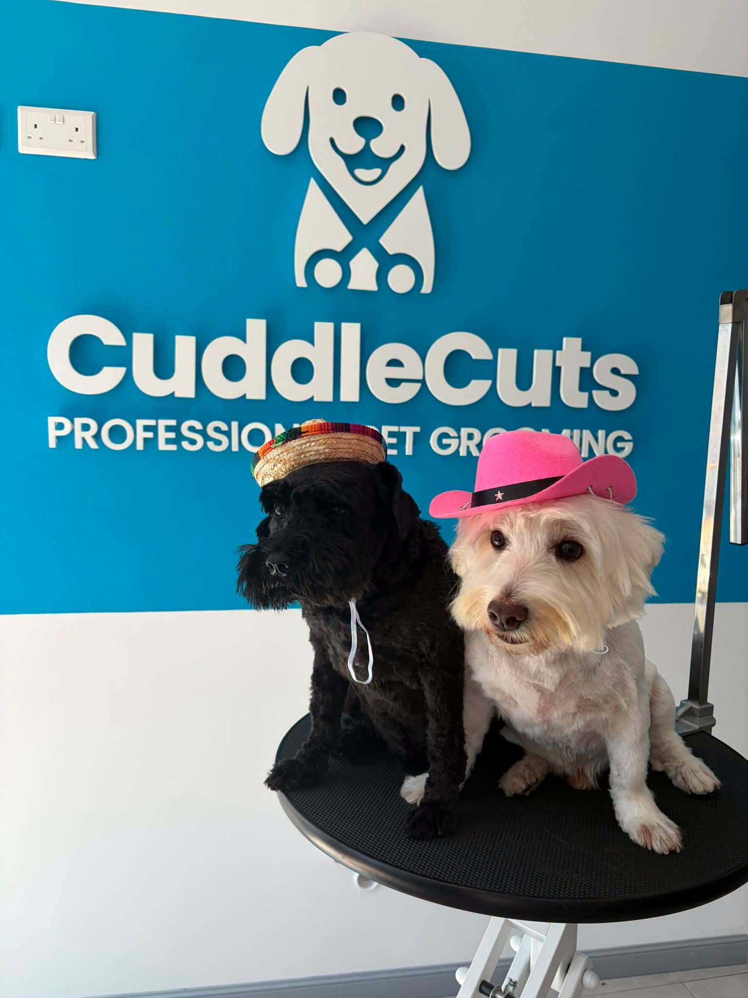 Two small groomed dogs wearing hats together in front of the CuddleCuts wall sign.