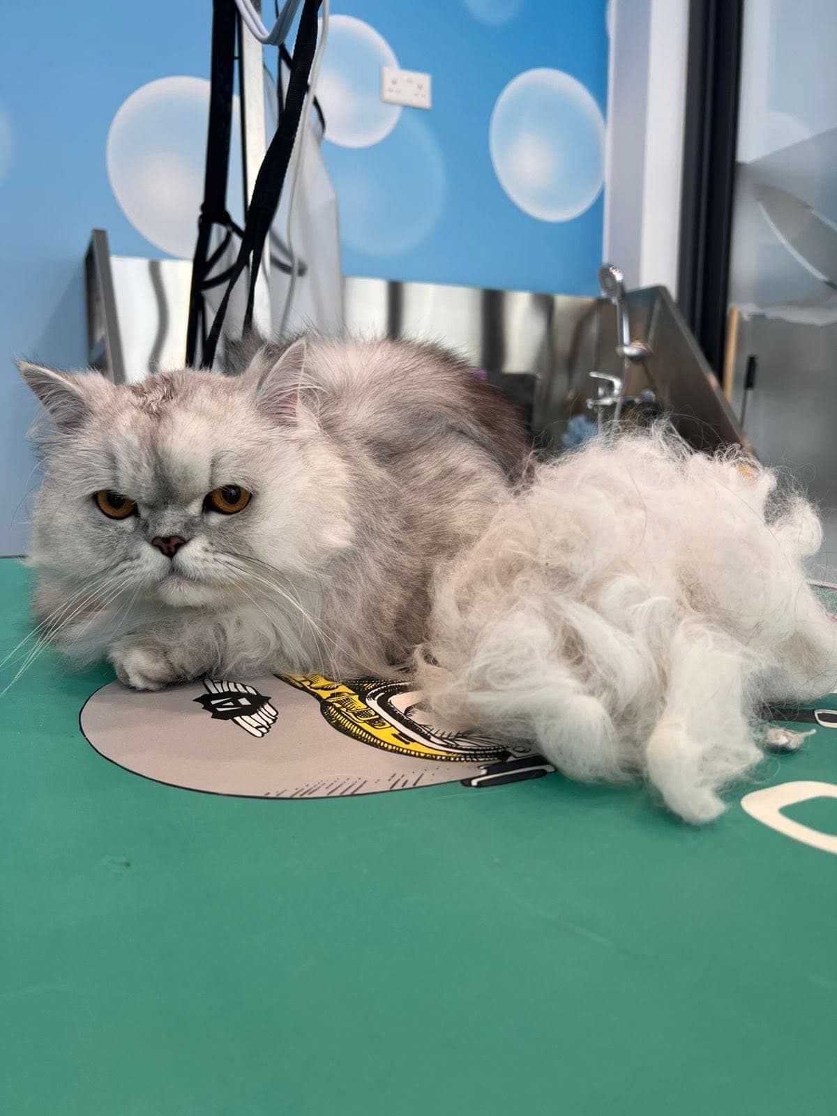A silver long-haired cat lying on a grooming table beside brushed out loose coat.