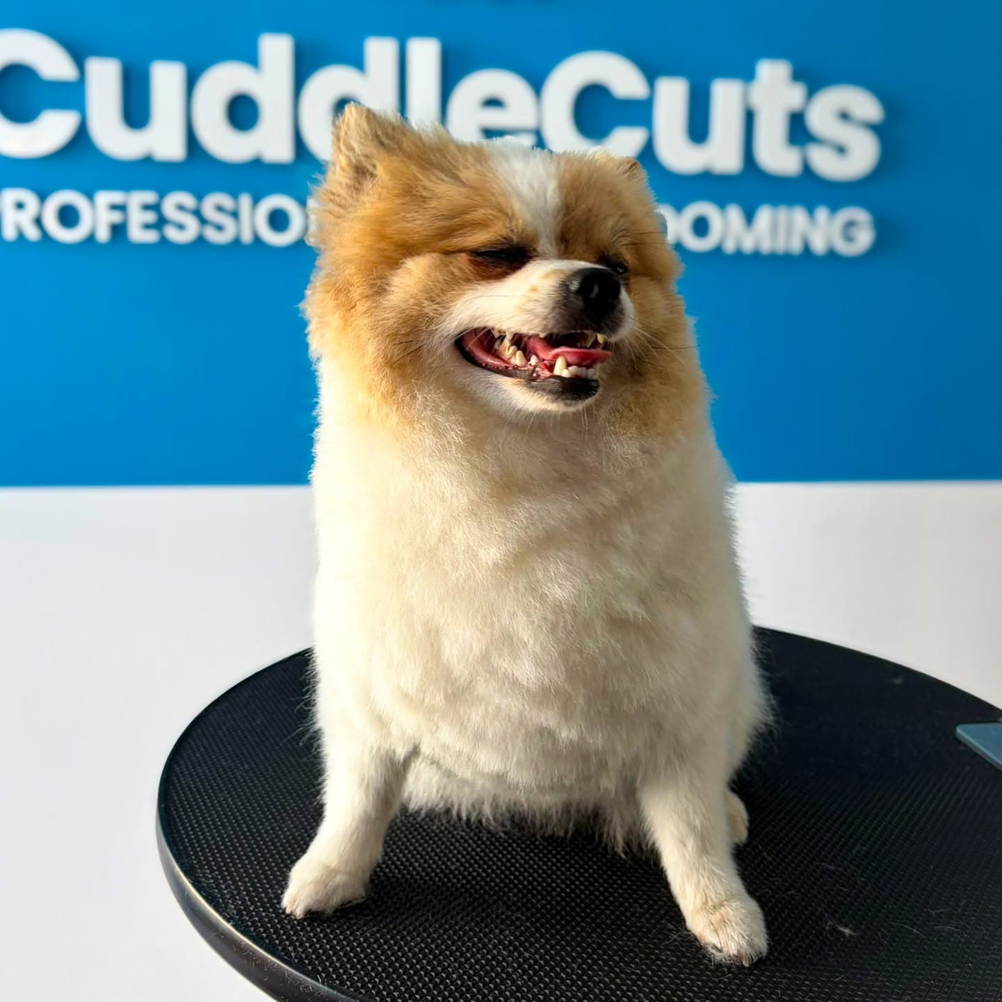 A fluffy cream and tan Pomeranian smiling on a CuddleCuts grooming table.